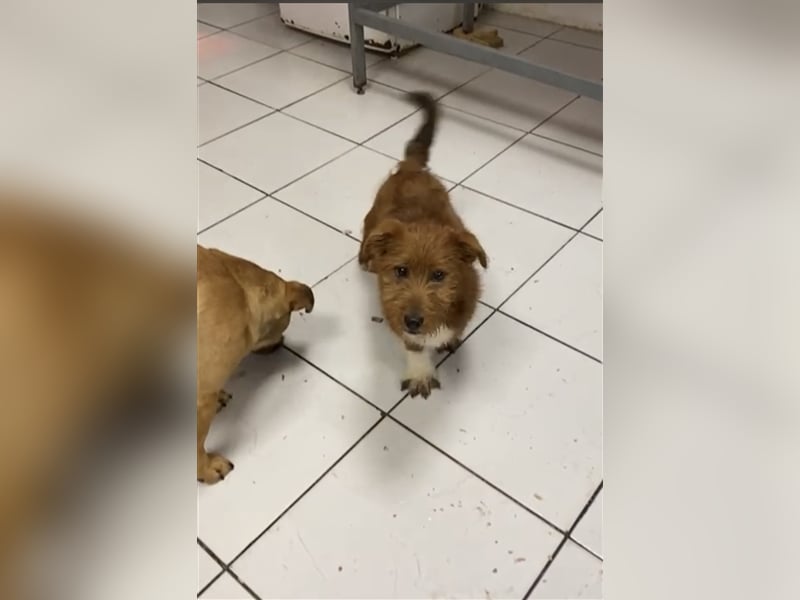 Taco