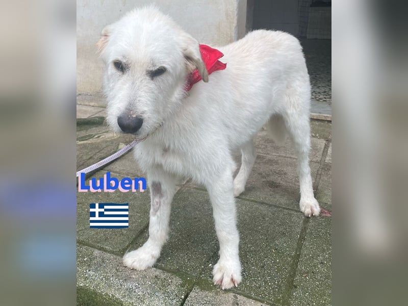 Luben,geb.04/22,schüchterner Hundebub sucht seine Familie