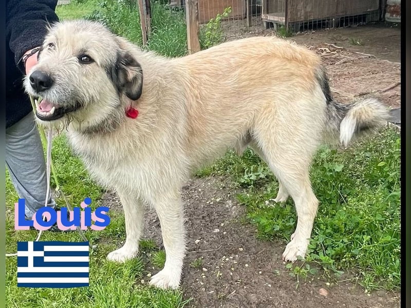 Louis,geb.04/22,mäßig aktiver Mischlingsrüde sucht seine Familie