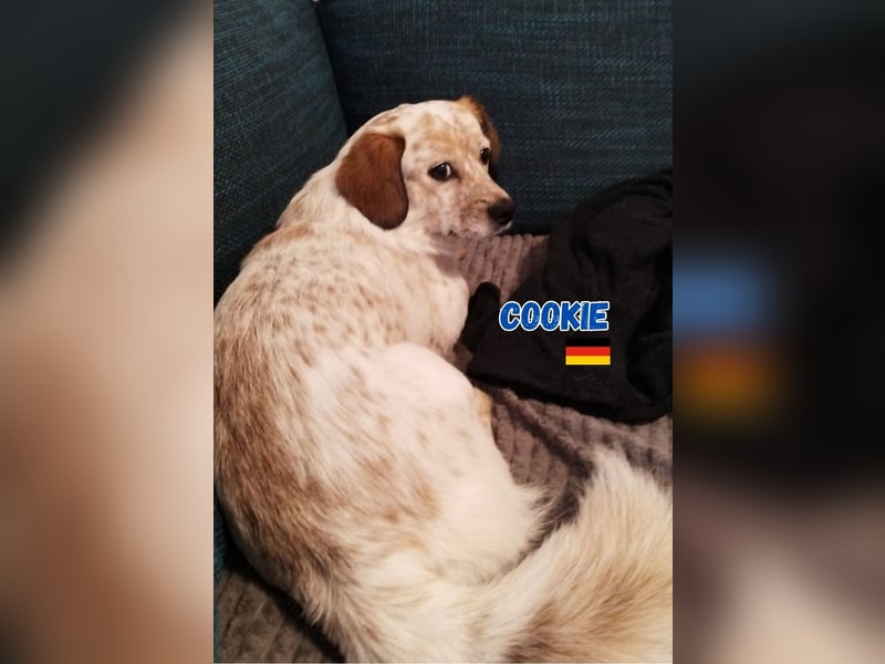 Cookie,geb.10/23,lieber Mischlingsrüde sucht ein  neues Zuhause,befindet sich in 68308 Mannheim