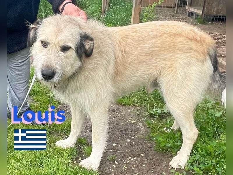 Louis,geb.04/22,mäßig aktiver Mischlingsrüde sucht seine Familie