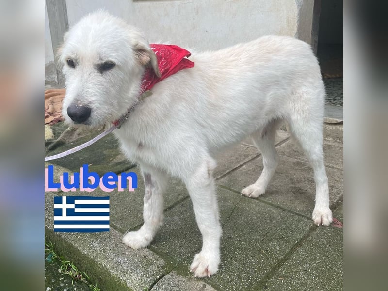 Luben,geb.04/22,freundlicher Griffonmix sucht seine Familie