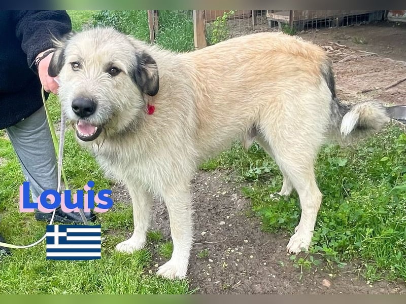 Louis,geb.04/22,lieber Griffonmixbub sucht seine Familie