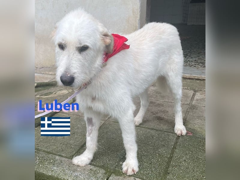 Luben,geb.04/22,schüchterner Hundebub sucht seine Familie