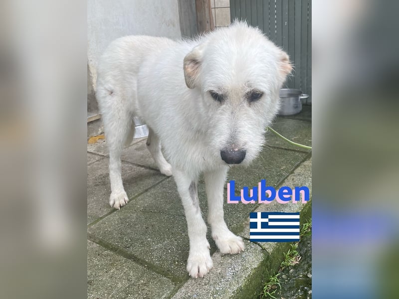 Luben,geb.04/22,freundlicher Griffonmix sucht seine Familie