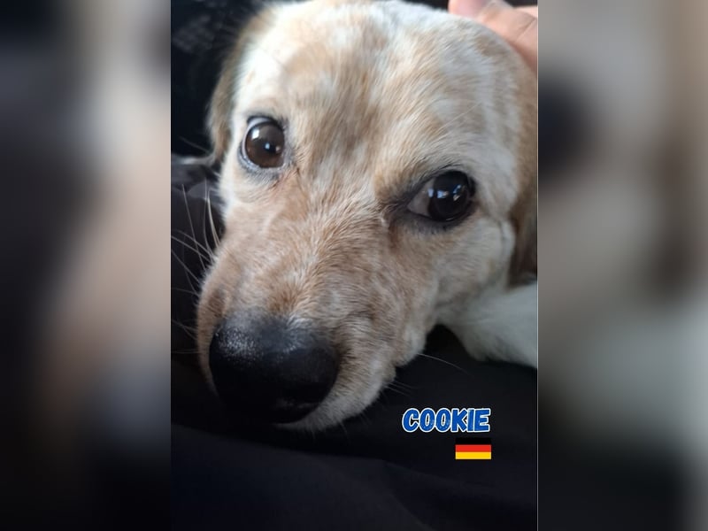 Cookie,geb.10/23,lieber Mischlingsrüde sucht ein  neues Zuhause,befindet sich in 68308 Mannheim