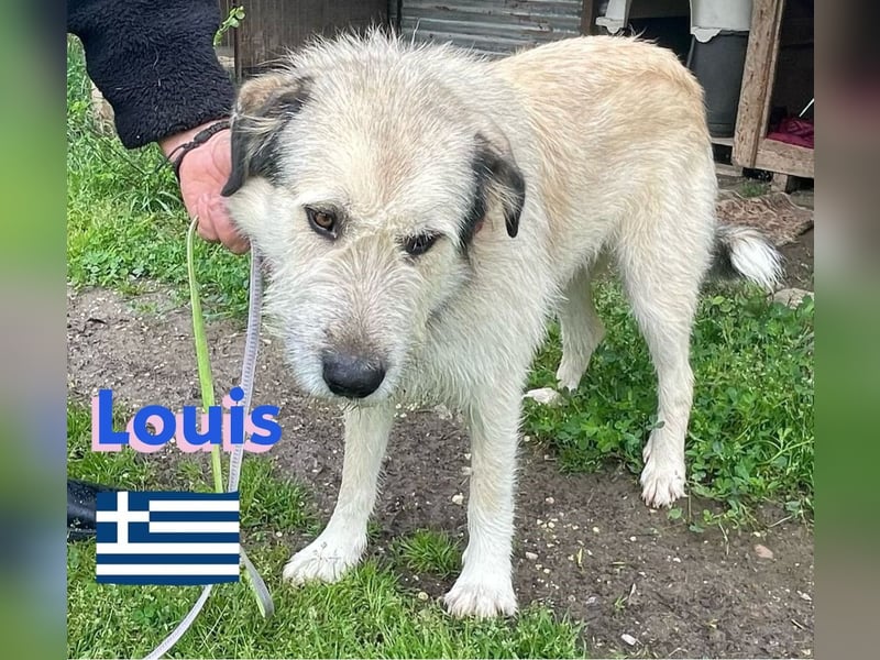 Louis,geb.04/22,mäßig aktiver Mischlingsrüde sucht seine Familie