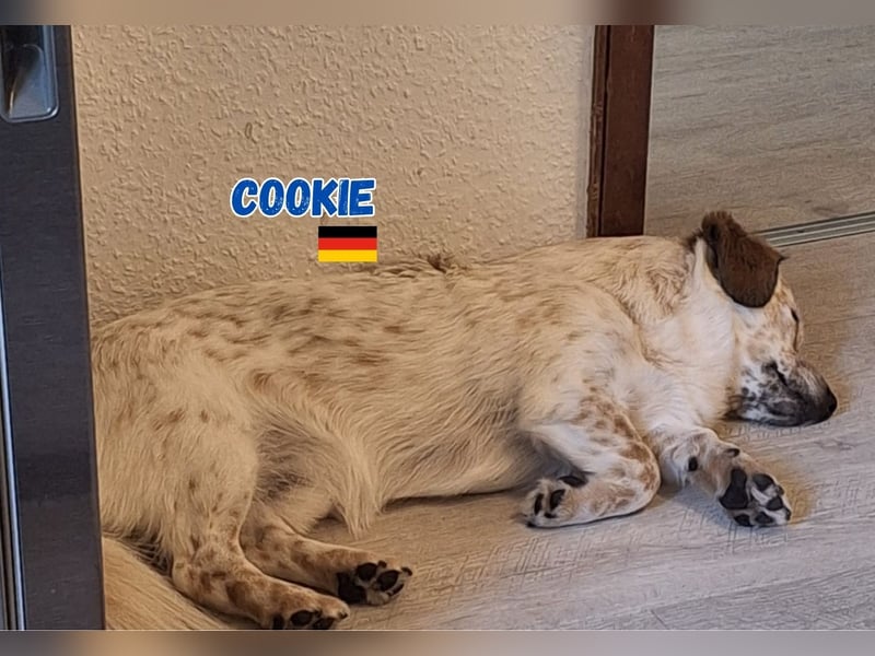 Cookie,geb.10/23,lieber Mischlingsrüde sucht ein  neues Zuhause,befindet sich in 68308 Mannheim