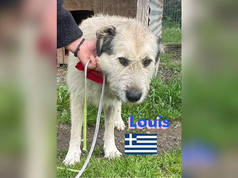Louis,geb.04/22,lieber Griffonmixbub sucht seine Familie