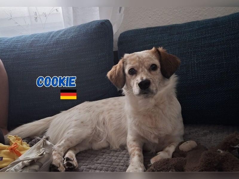 Cookie,geb.10/23,lieber Mischlingsrüde sucht ein  neues Zuhause,befindet sich in 68308 Mannheim