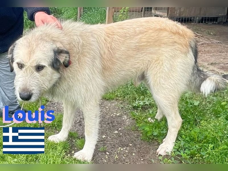 Louis,geb.04/22,lieber Griffonmixbub sucht seine Familie
