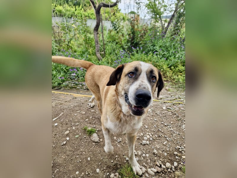 Ruhiger und gelassener Junghund WILLY (2 Jahre) sucht eine Familie
