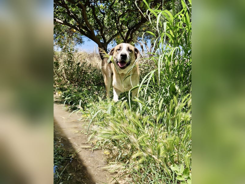 Ruhiger und gelassener Junghund WILLY (2 Jahre) sucht eine Familie
