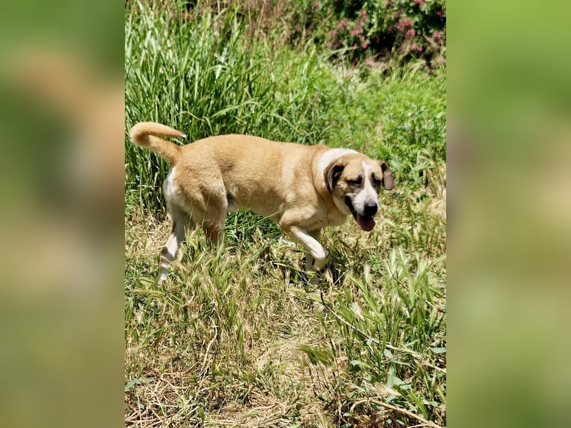 Ruhiger und gelassener Junghund WILLY (2 Jahre) sucht eine Familie