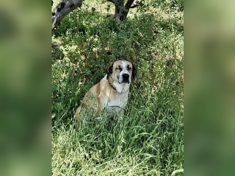 Ruhiger und gelassener Junghund WILLY (2 Jahre) sucht eine Familie