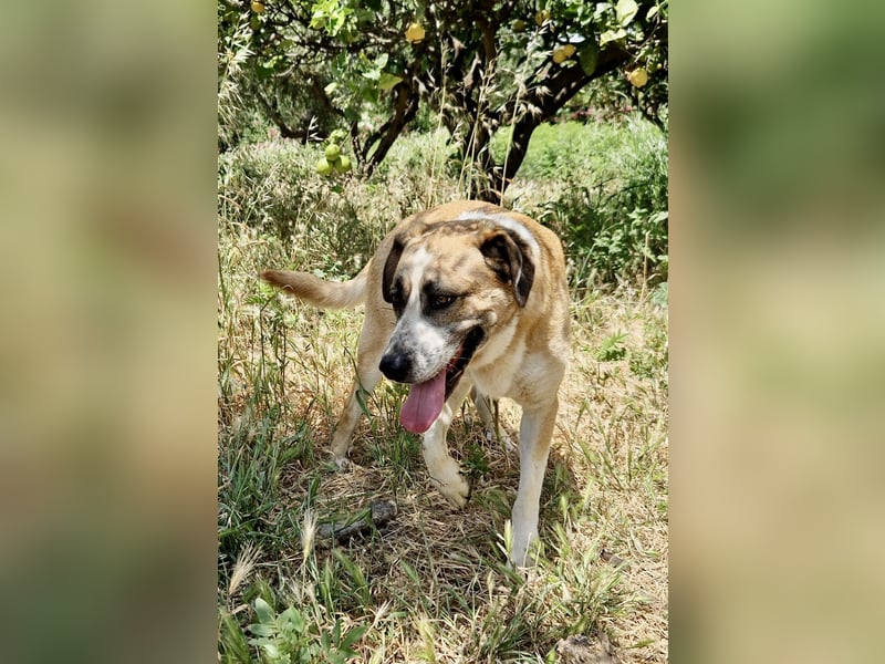 Ruhiger und gelassener Junghund WILLY (2 Jahre) sucht eine Familie