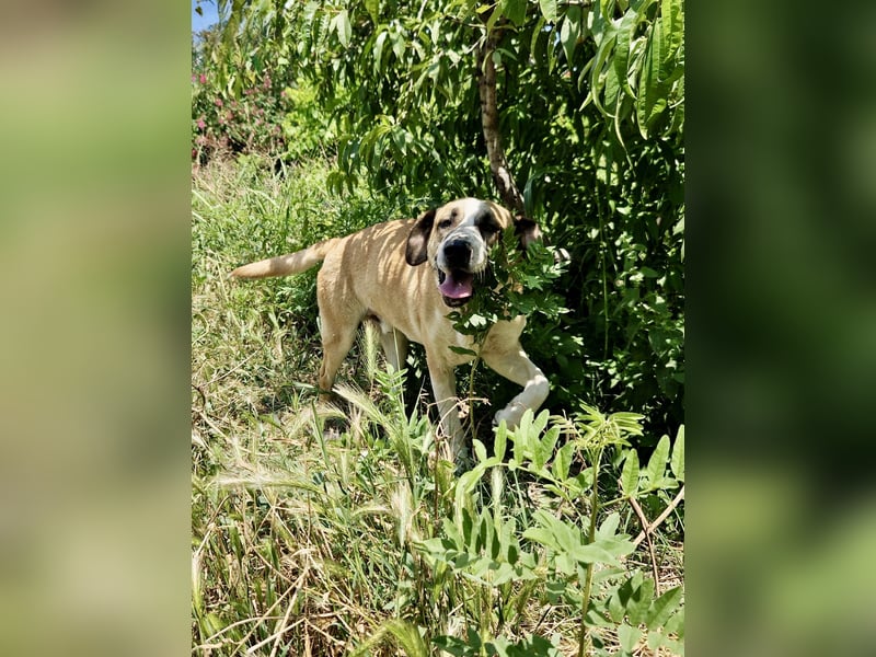 Ruhiger und gelassener Junghund WILLY (2 Jahre) sucht eine Familie