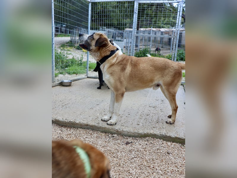 Ruhiger und gelassener Junghund WILLY (2 Jahre) sucht eine Familie