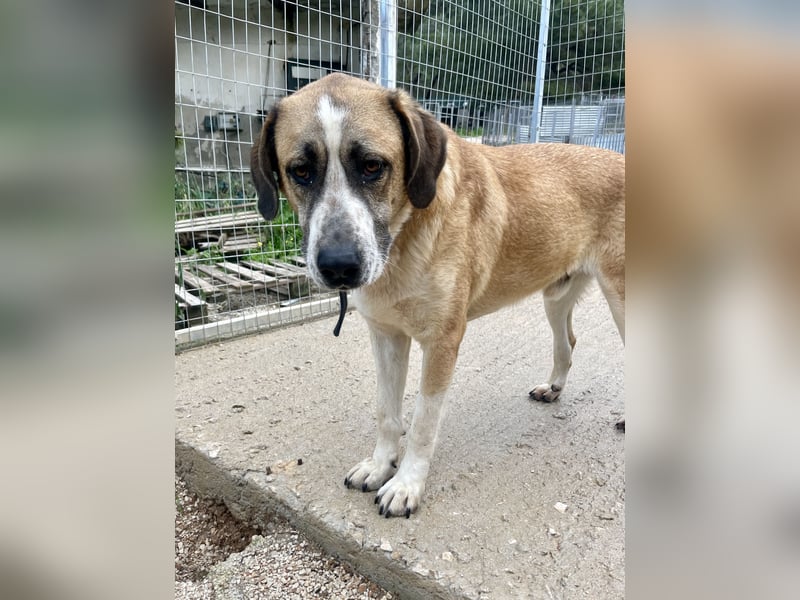 Ruhiger und gelassener Junghund WILLY (2 Jahre) sucht eine Familie