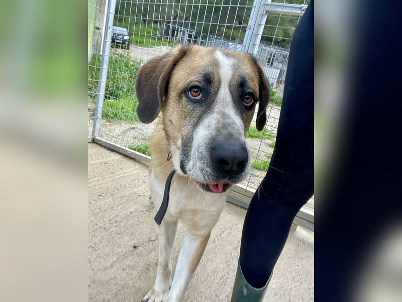 Ruhiger und gelassener Junghund WILLY (2 Jahre) sucht eine Familie