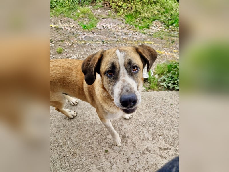 Ruhiger und gelassener Junghund WILLY (2 Jahre) sucht eine Familie