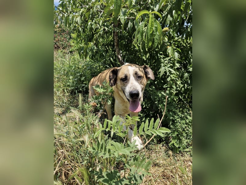 Ruhiger und gelassener Junghund WILLY (2 Jahre) sucht eine Familie