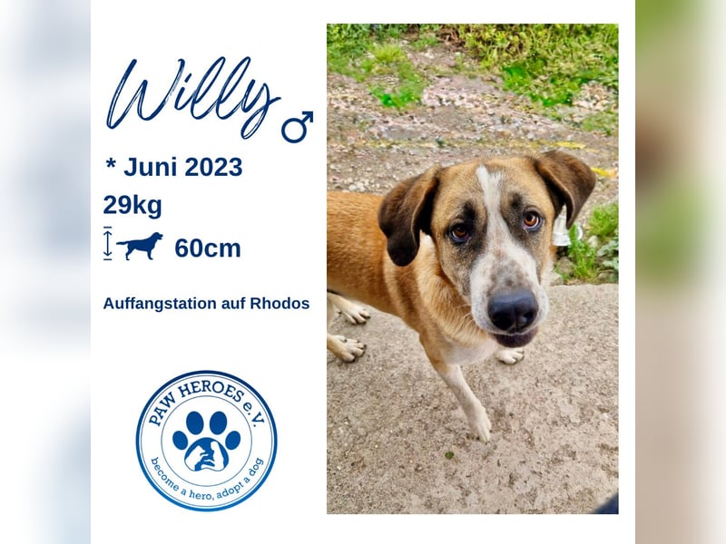 Ruhiger und gelassener Junghund WILLY (2 Jahre) sucht eine Familie