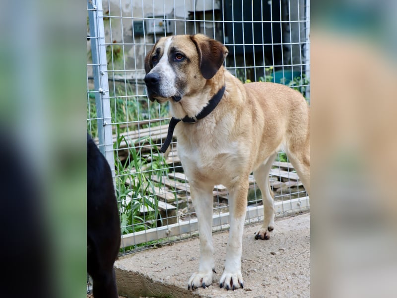 Ruhiger und gelassener Junghund WILLY (2 Jahre) sucht eine Familie