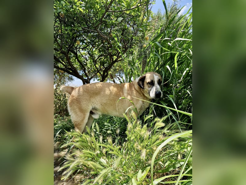 Ruhiger und gelassener Junghund WILLY (2 Jahre) sucht eine Familie