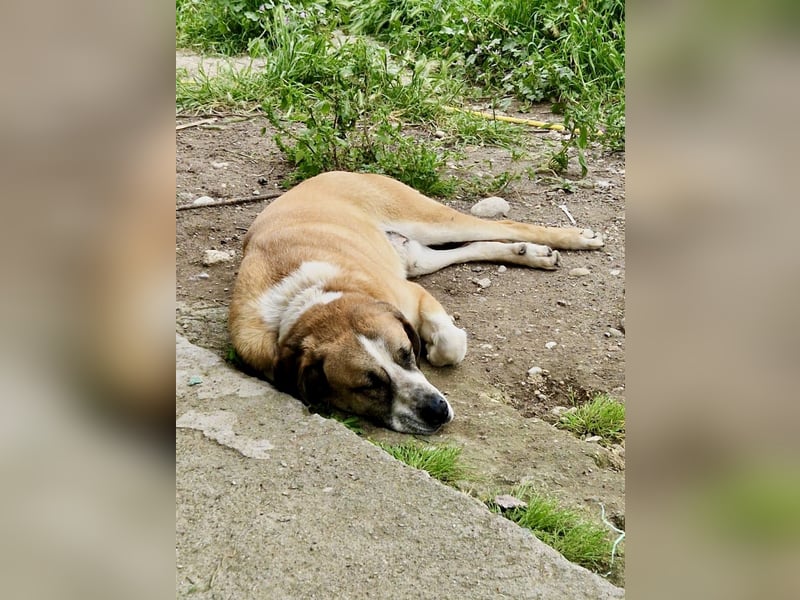 Ruhiger und gelassener Junghund WILLY (2 Jahre) sucht eine Familie