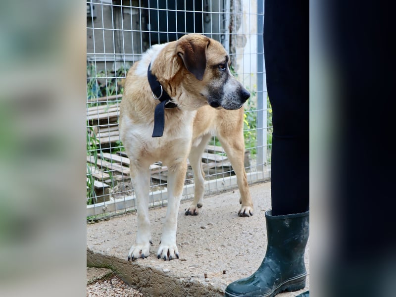 Ruhiger und gelassener Junghund WILLY (2 Jahre) sucht eine Familie