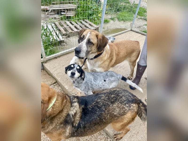 Ruhiger und gelassener Junghund WILLY (2 Jahre) sucht eine Familie