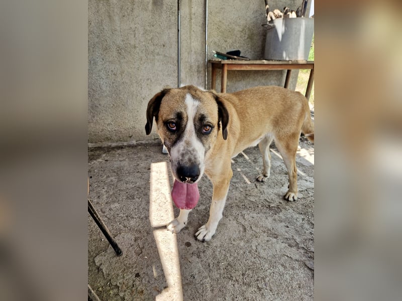Ruhiger und gelassener Junghund WILLY (2 Jahre) sucht eine Familie