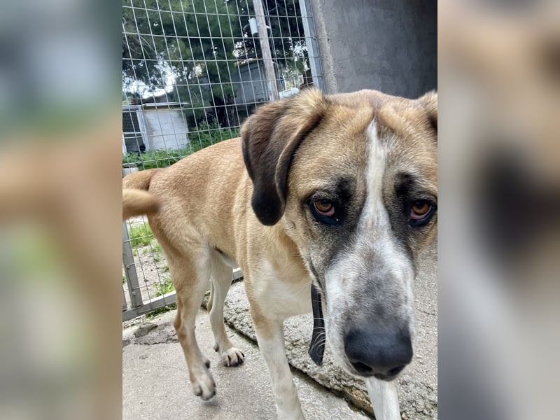 Ruhiger und gelassener Junghund WILLY (2 Jahre) sucht eine Familie