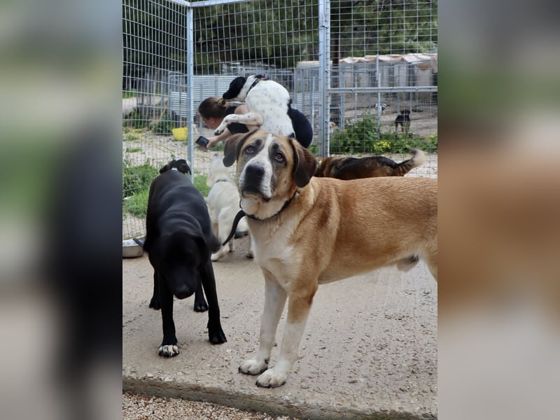 Ruhiger und gelassener Junghund WILLY (2 Jahre) sucht eine Familie