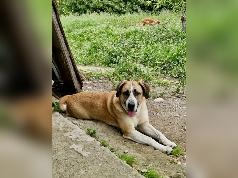Ruhiger und gelassener Junghund WILLY (2 Jahre) sucht eine Familie