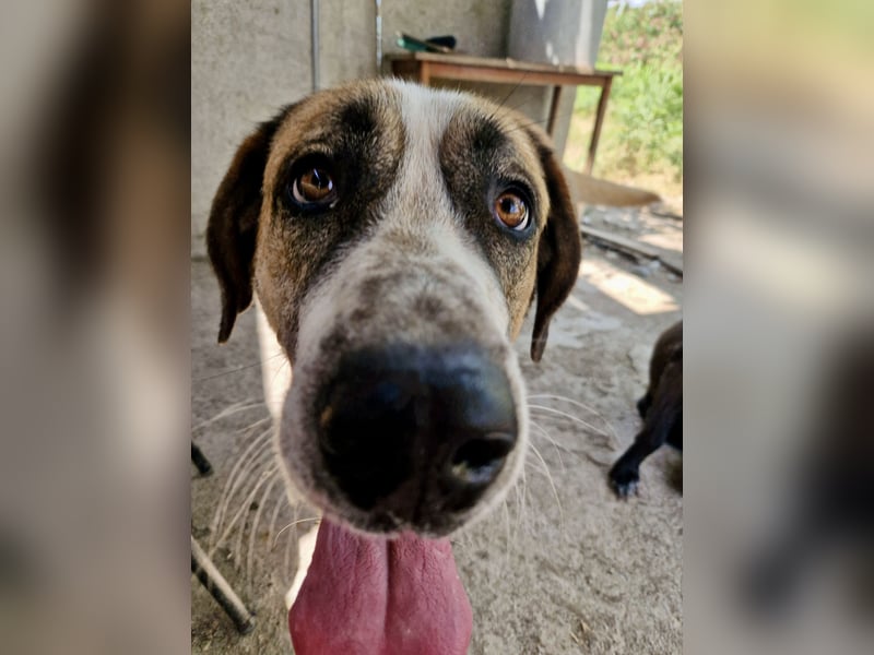 Ruhiger und gelassener Junghund WILLY (2 Jahre) sucht eine Familie