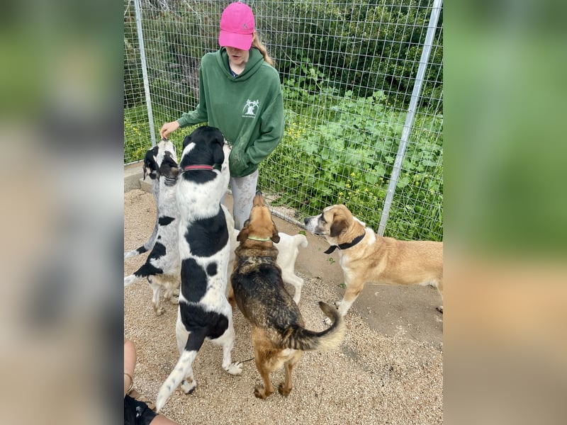 Ruhiger und gelassener Junghund WILLY (2 Jahre) sucht eine Familie