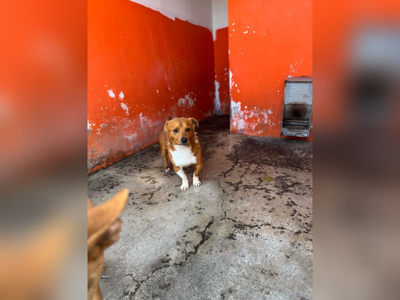 Pintor sucht liebevolle Pflege- oder Endstelle
