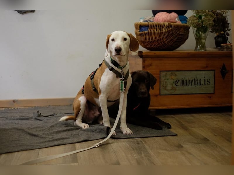 Bjelko / Monty Bracken Mischling Rüde sucht Zuhause für immer