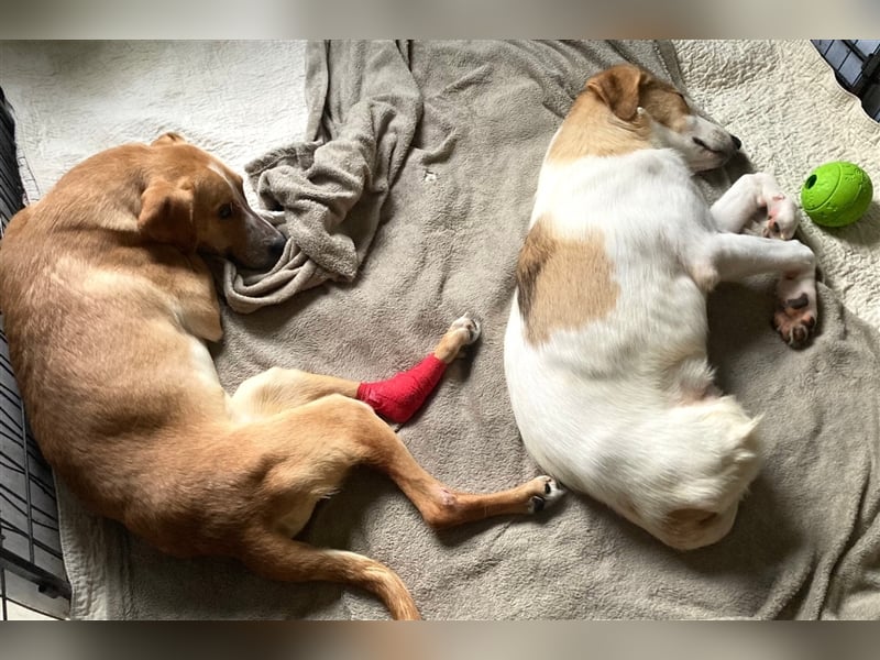 Krümel sucht ein liebes Zuhause oder Pflegestelle