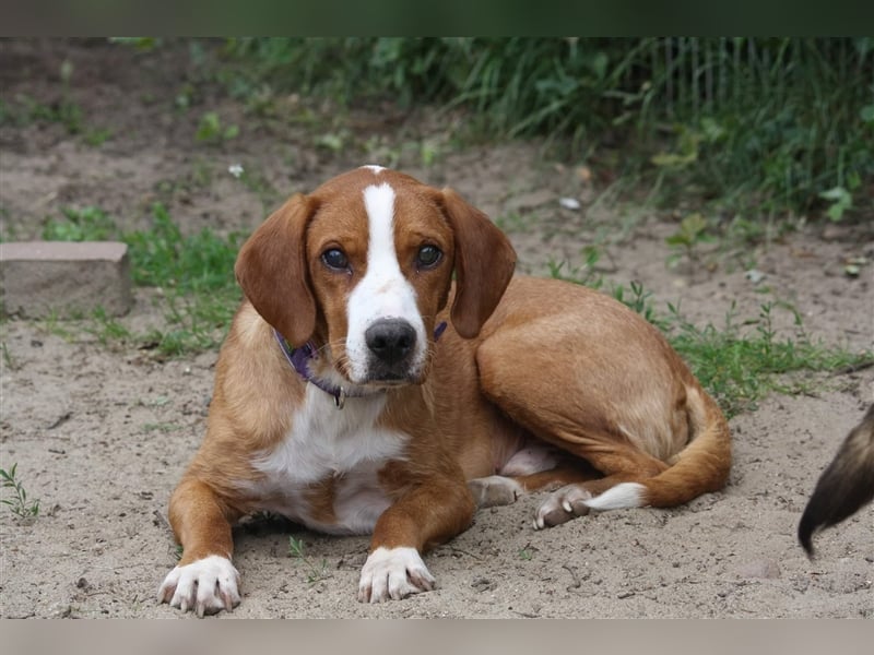 Traumhund Muki Posavski Gonic Mischling Rüde sucht Zuhause für immer