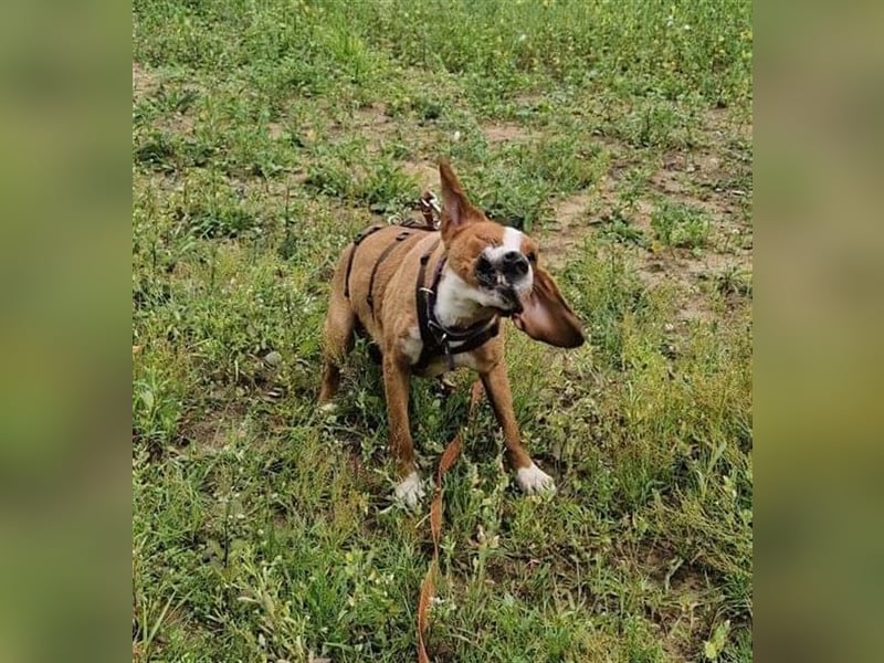 Traumhund Muki Posavski Gonic Mischling Rüde sucht Zuhause für immer