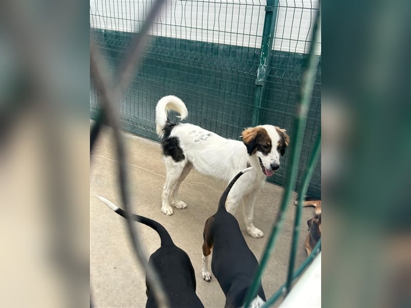 Po Welpe Tornjak Mischlingshund Mischling Rüde Junghund sucht Zuhause oder Pflegestelle