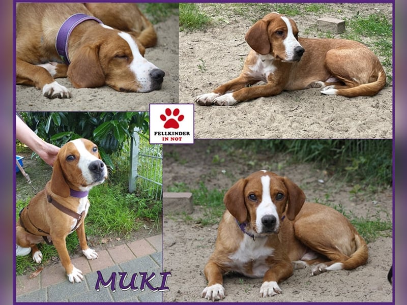 Traumhund Muki Posavski Gonic Mischling Rüde sucht Zuhause für immer