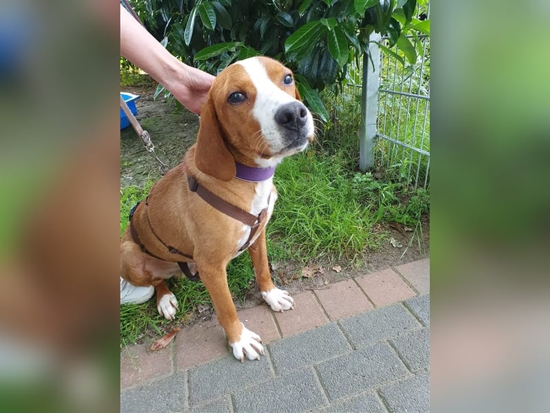 Traumhund Muki Posavski Gonic Mischling Rüde sucht Zuhause für immer