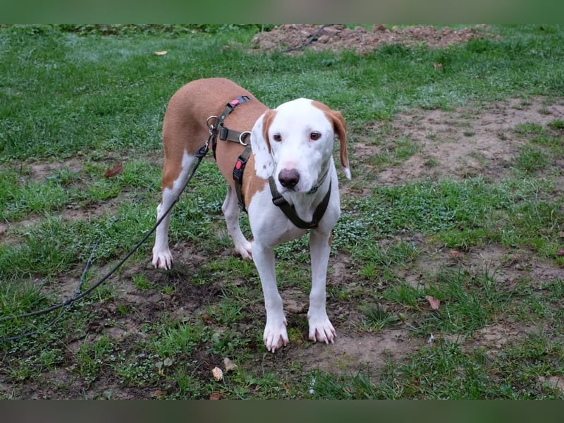 Bjelko / Monty Bracken Mischling Rüde sucht Zuhause für immer
