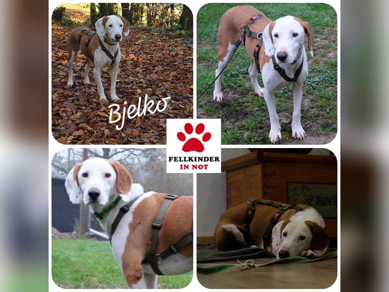 Bjelko / Monty Bracken Mischling Rüde sucht Zuhause für immer