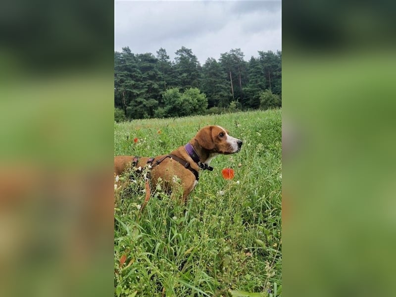 Traumhund Muki Posavski Gonic Mischling Rüde sucht Zuhause für immer