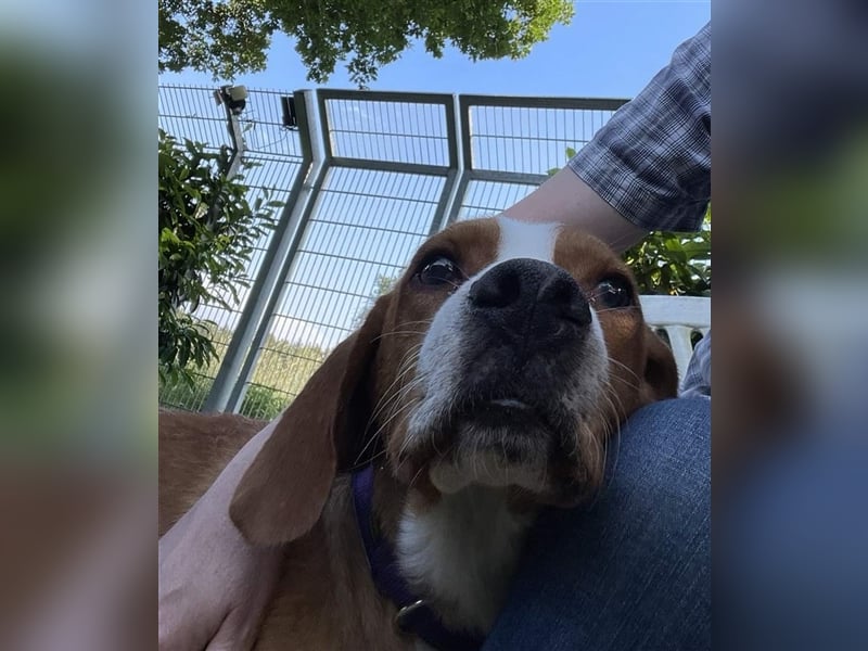 Traumhund Muki Posavski Gonic Mischling Rüde sucht Zuhause für immer